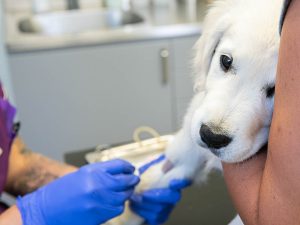 Veterinär i Umeå med stort hjärta